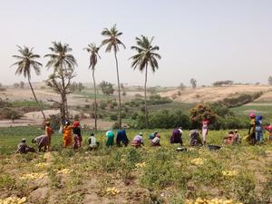 Collective potato harvesting in Senegal_credit_Camille Jahel