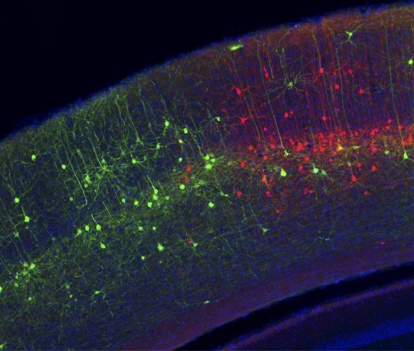 Nerve Cells in Mouse Brain