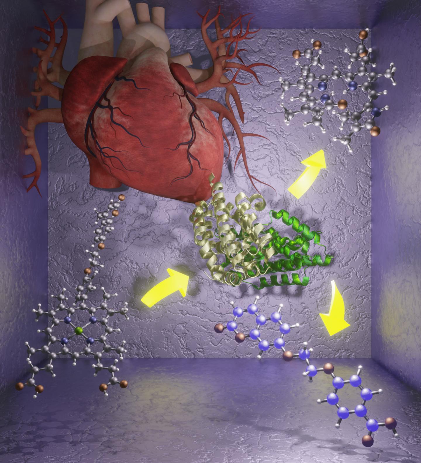 Illustration of heart and molecules