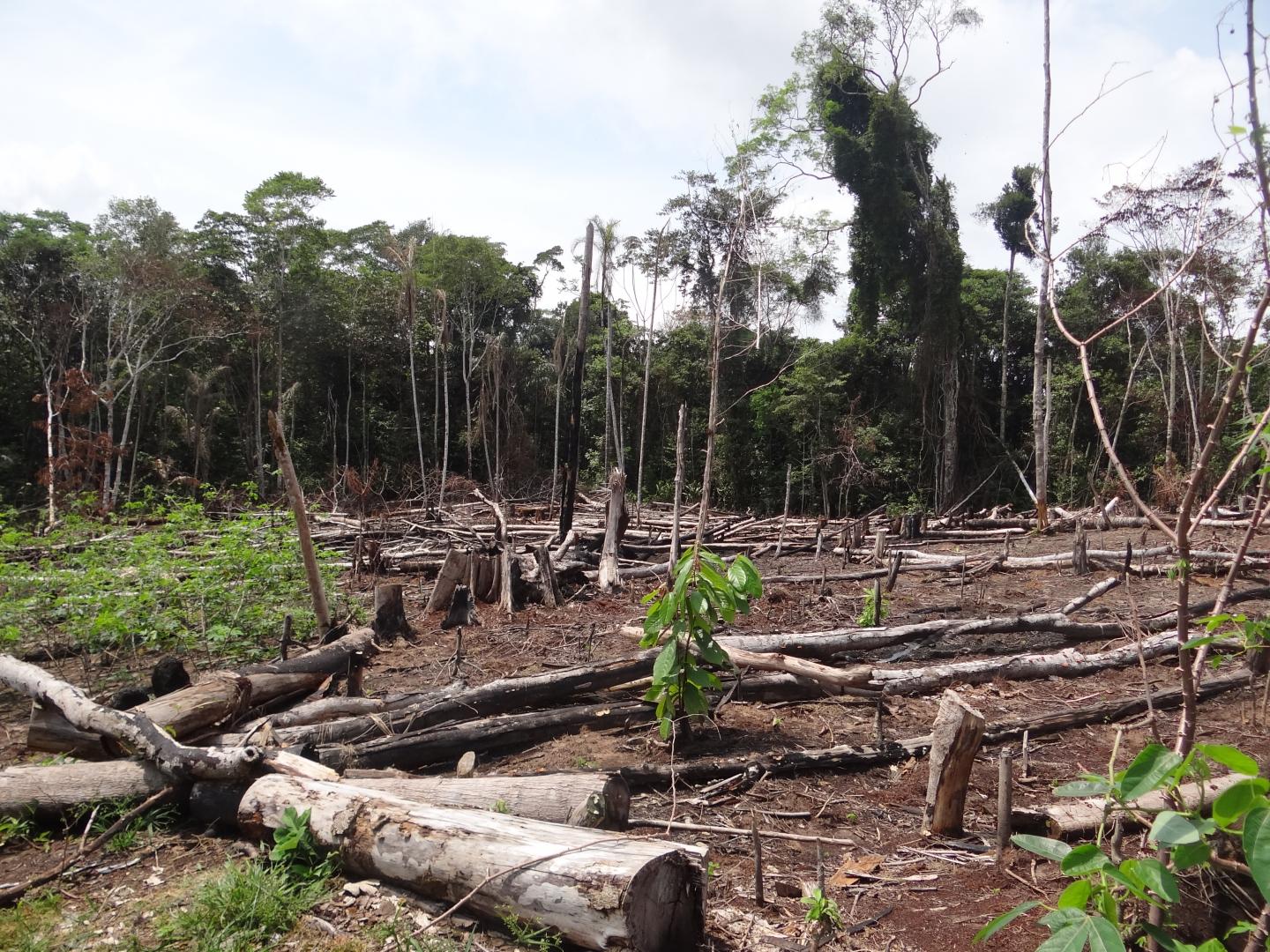 Deforestation in Colombia