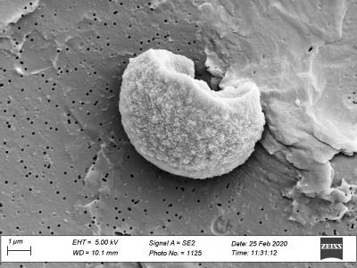 Dormant Vibrio parahaemolyticus