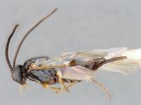 One of the Braconid Wasp Species Recorded in Ottawa (2 of 3)