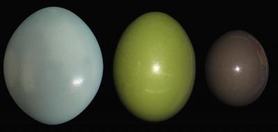 Eggs Splash with Color