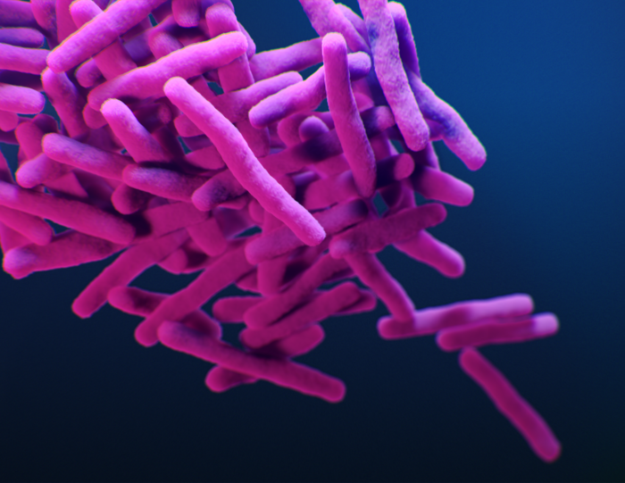 Mycobacterium tuberculosis bacteria