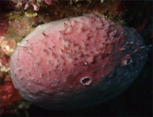 Branching worm at home (in host sponge)