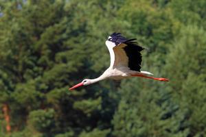 White stork in flight