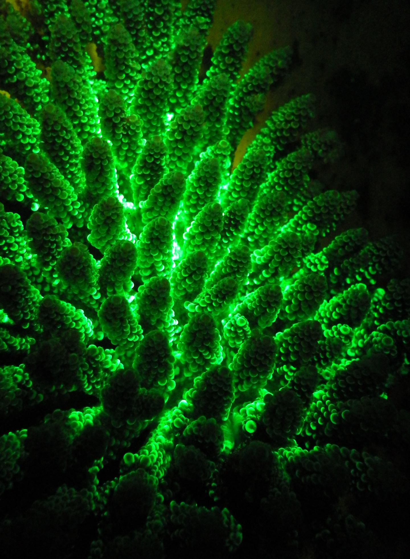 Green Fluorescence 