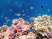 Coral Genes Go with the Flow Further Than Expected