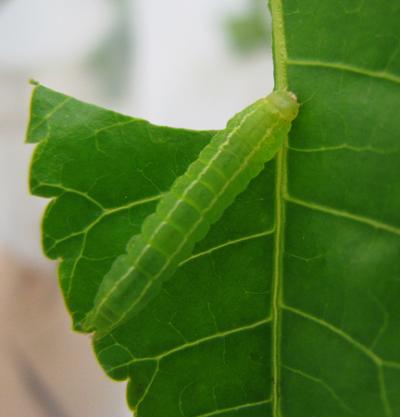 Larvae