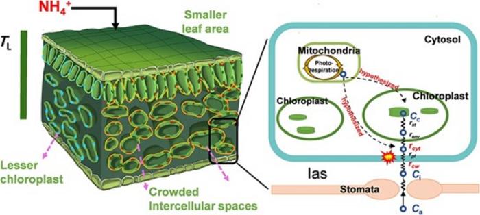 Schematic diagram of Lonicera japonica leaf anatomical traits (left side) and CO2 diffusion pathway under NH4+ alone supply (right side).