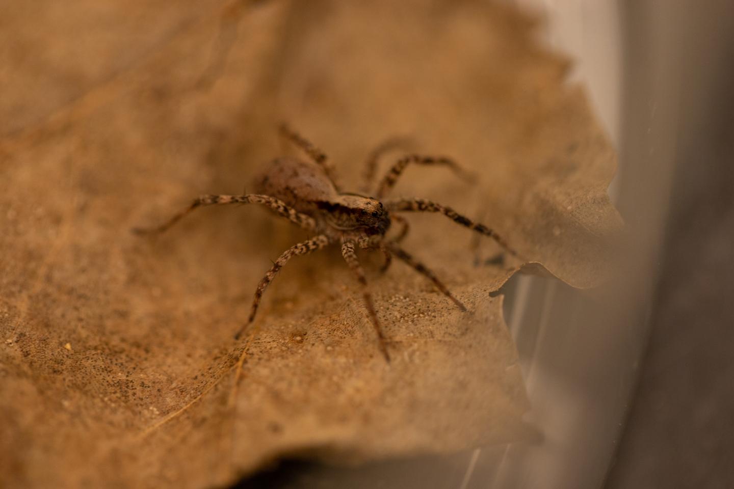 Wolf Spider