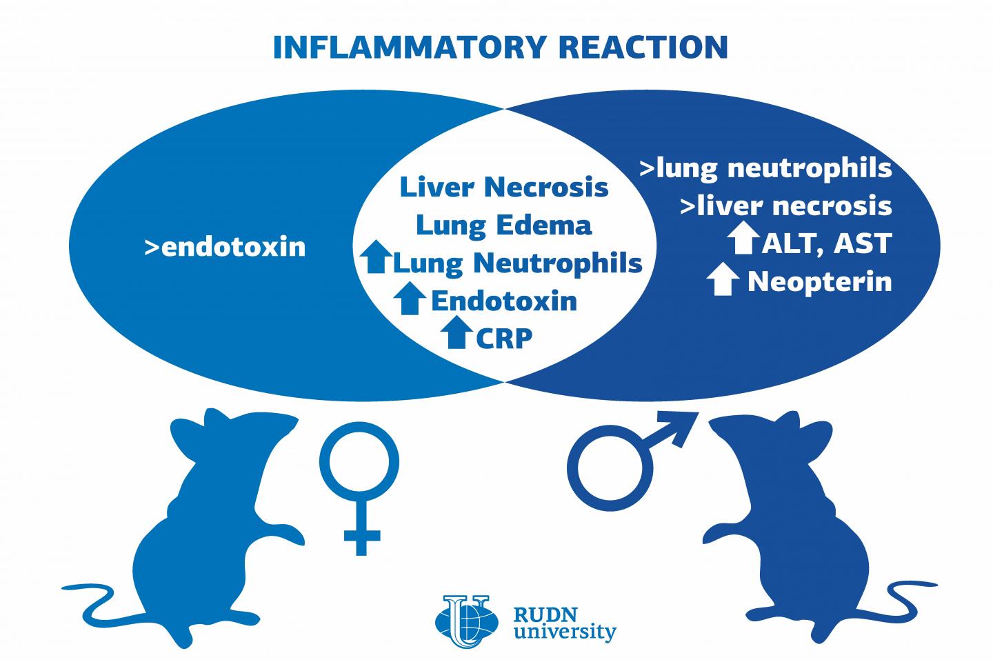 A Biologist from RUDN University Found Sex Differences in Inflammatory Reactions in Rat Pups