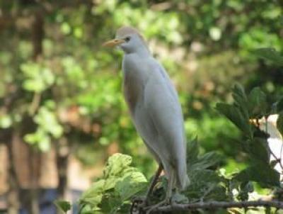Cattle Egret Nest