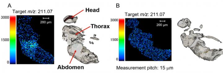 Imidacloprid Distribution