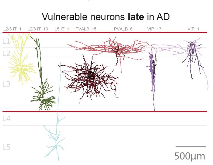 Later Stage Neurons