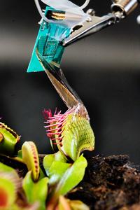 Video: Venus flytrap counts to avoid being tricked, Science