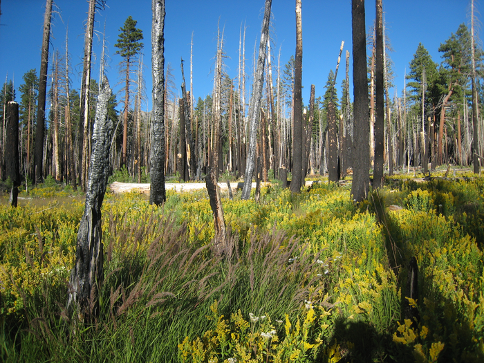 High severity forest patch now wetland