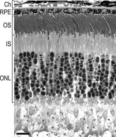 Light Microscopic Image of Retina