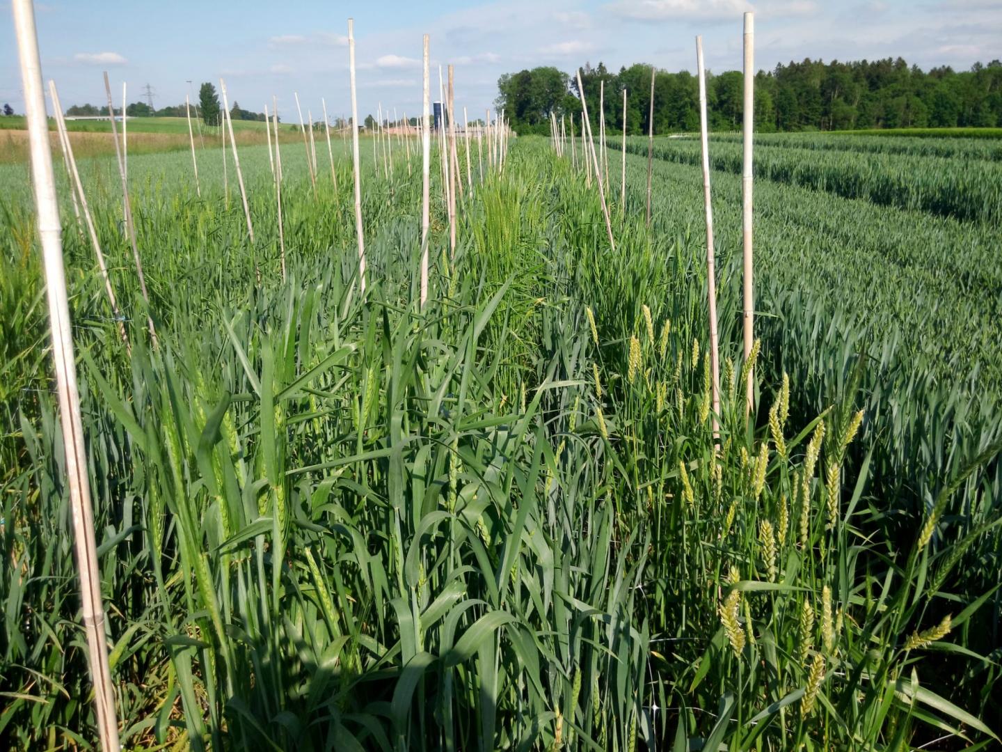 Field with bread wheat varietes