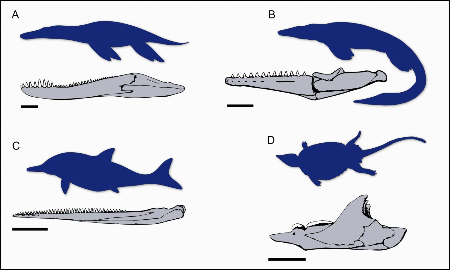 A Sample of Jaws From the Fossil Record of Mesozoic Marine Reptiles