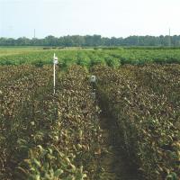 Soybean Rust Affecting Crop in Florida