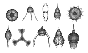 Radiolarians (10 species)