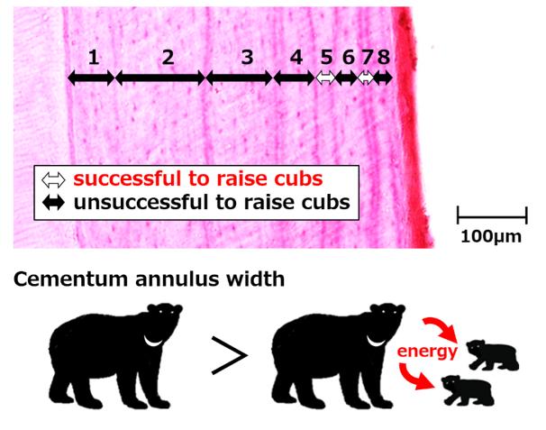 Relationship between Bears Reproductive Success and the Cementum Annulus Width of Teeth