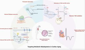 Cardiac metabolism in the elderly: effects and consequences