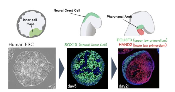 Neural crest cells for good jaws