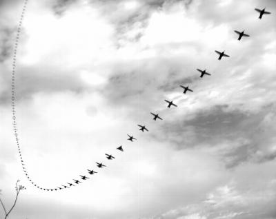 Display Dive of Anna's Hummingbird