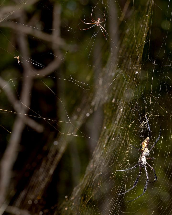 Heterospecific Mating Interactions 2