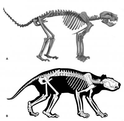 First-Ever Look at Complete Skeleton of Thylacoleo, Australia's Extinct 'Marsupial Lion'