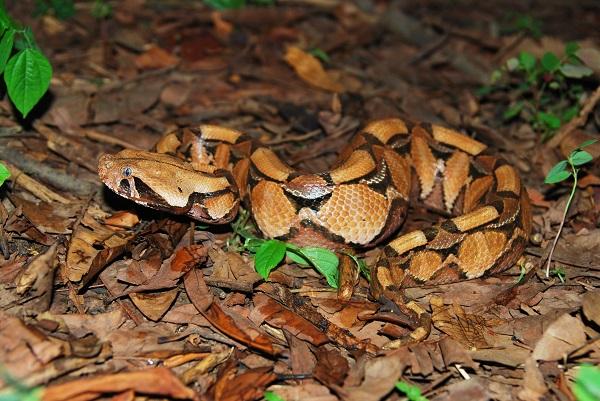 gaboon-viper-image-eurekalert-science-news-releases