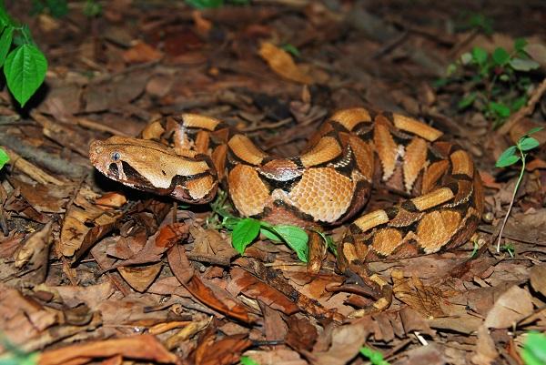 Gaboon Viper