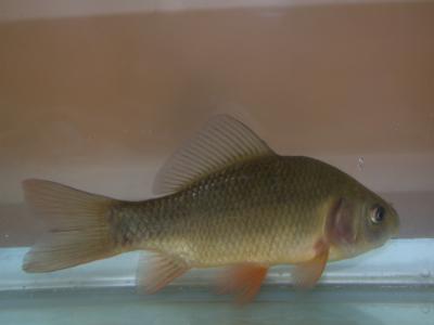 Crucian Carp 1