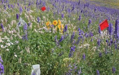 Photo of Field with Bagged Flowers of Tall Larkspur