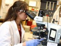 Researcher Examines Sample Under Microscope