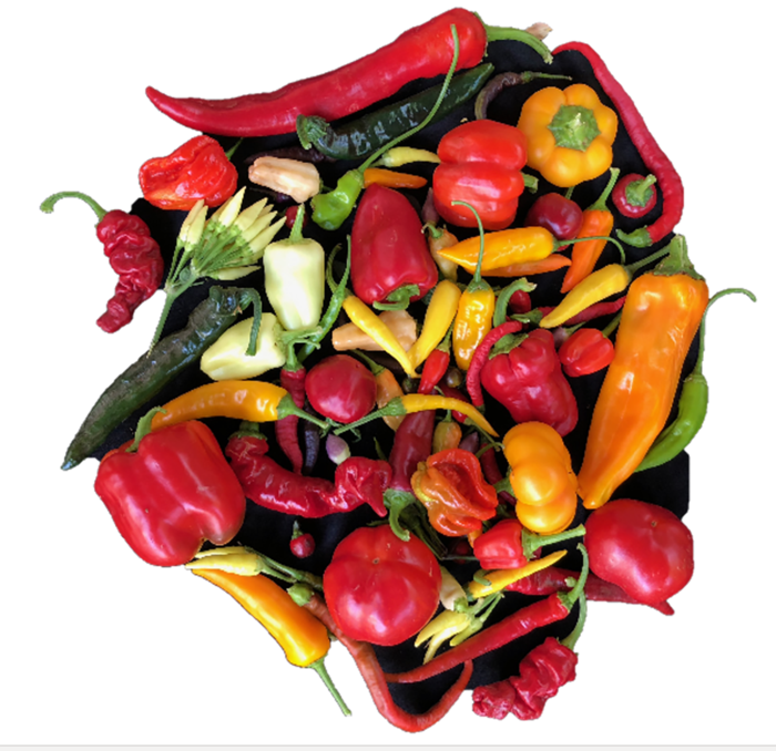 History of the Spread of Pepper (C. Annuum) Is an Early Example of Global Trade