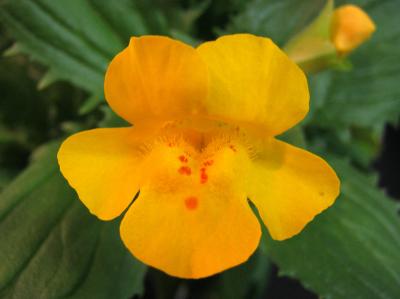 <i>Mimulus peregrinus</i>