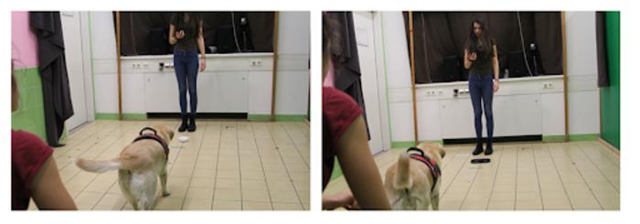 Learning about objects - Dog t [IMAGE] | EurekAlert! Science News Releases