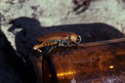 Male Australian Jewel Beetle