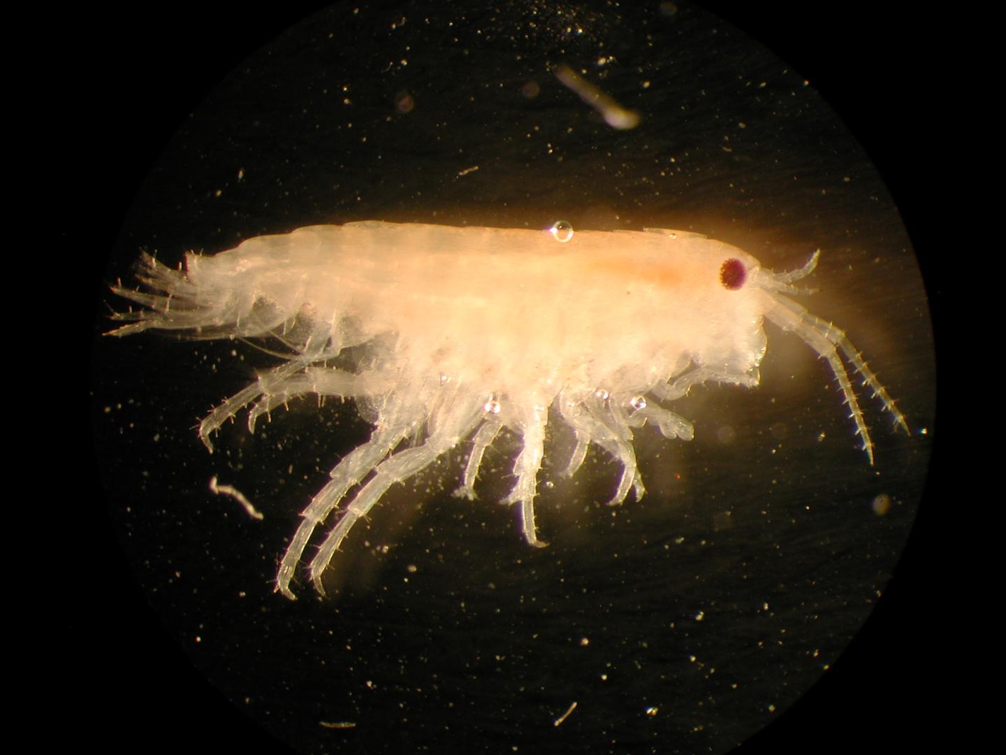 <i>Neotenorchestia kenwildishi</i>