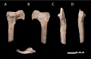 Fossil abelisaur tibia