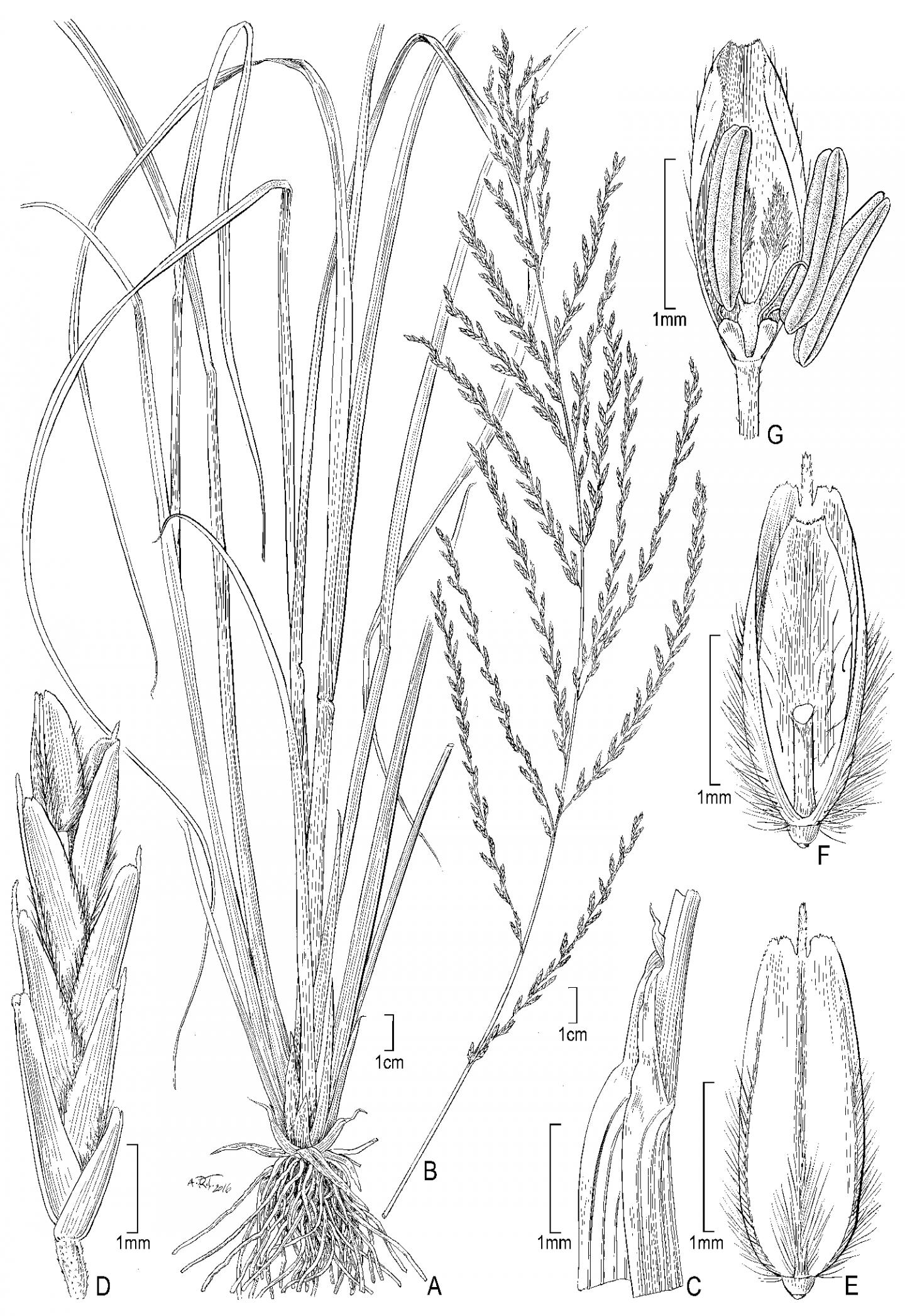 <i>Diplachne Gigantea</i>