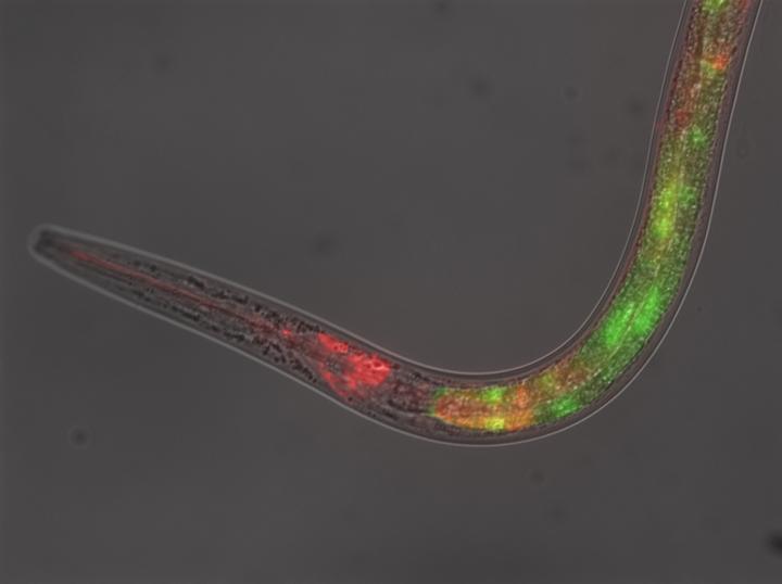 C. elegans study illuminates new insulin signaling mechanism