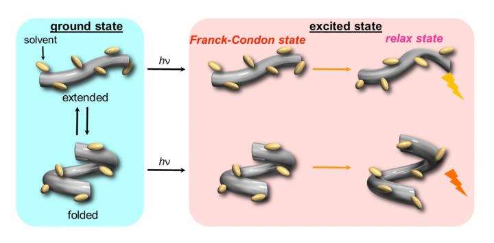 Fig 2. Schematic illustration of the dynamic behavior of host in the ground and excited states