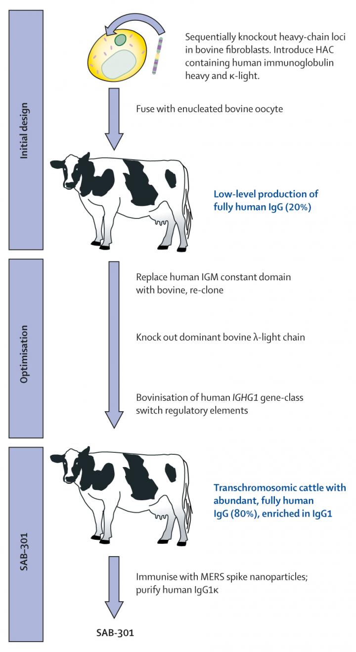 Human antibodies manufactured in cattle for t EurekAlert!