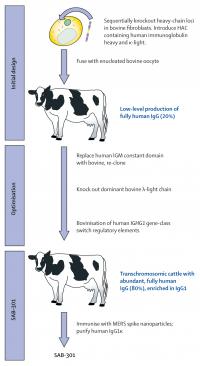 Human antibodies manufactured in cattle for t | EurekAlert!