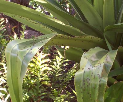 Glassy-Winged Sharpshooters