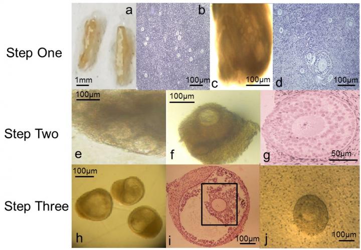 Close-up of Human Eggs During Development Stages